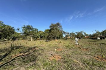Plantio de mais de duzentas mudas de árvores nativas, incluindo algumas frutíferas