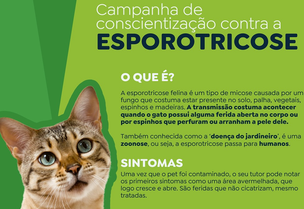 Atenção: Esporotricose em gatos!