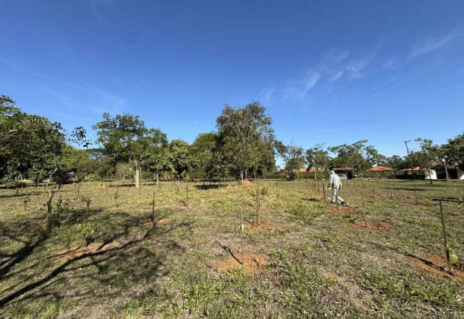 Plantio de mais de duzentas mudas de árvores nativas, incluindo algumas frutíferas